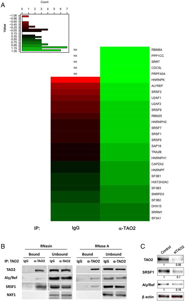 SRSF1 Antibody in Western Blot (WB)