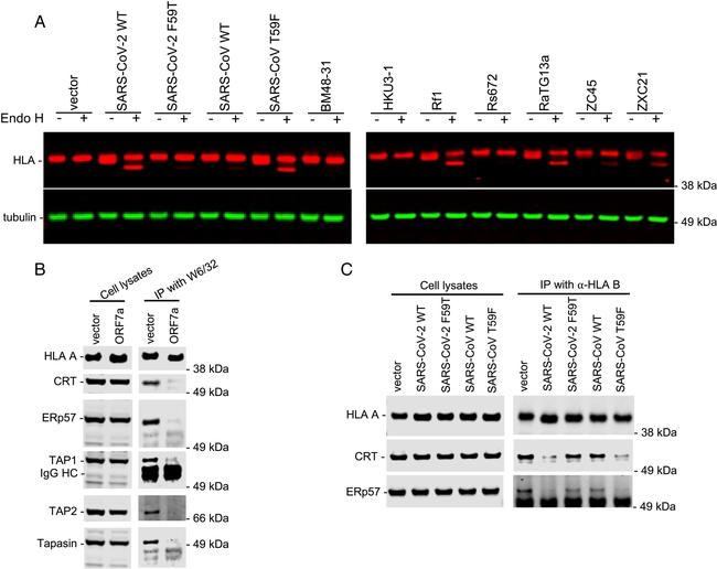 HLA-B Antibody in Western Blot, Immunoprecipitation (WB, IP)