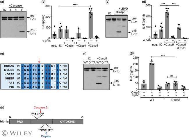 IL-1 alpha Antibody in Western Blot (WB)