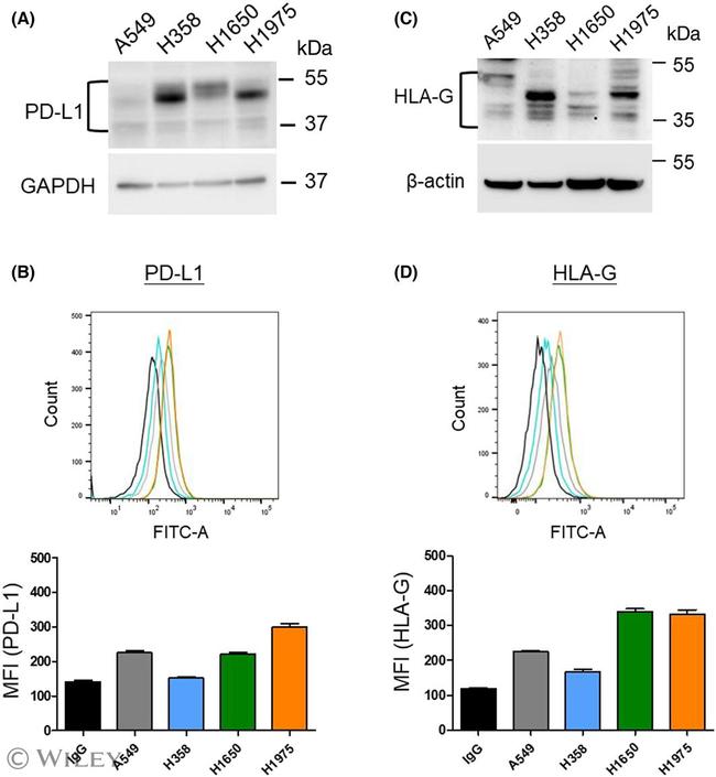 HLA-G Antibody in Flow Cytometry (Flow)