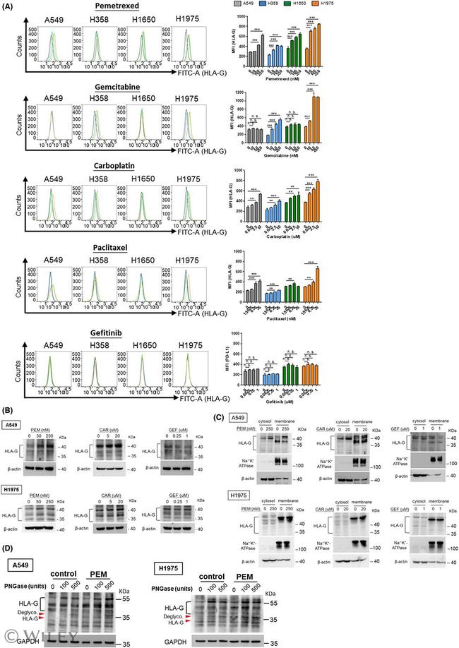 HLA-G Antibody in Flow Cytometry (Flow)