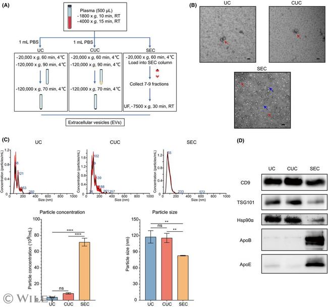 CD9 Antibody in Western Blot (WB)