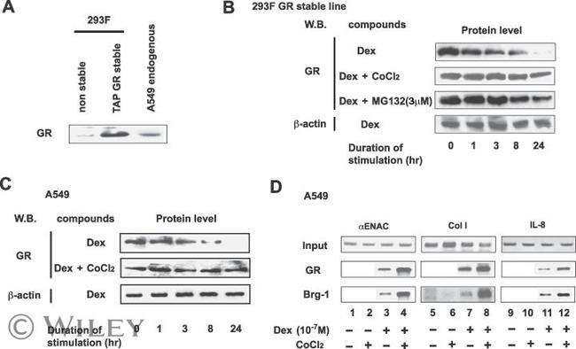 Glucocorticoid Receptor Antibody in Western Blot, Immunoprecipitation (WB, IP)