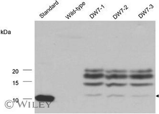 IL-13 Antibody in Western Blot (WB)