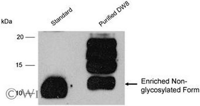 IL-13 Antibody in Western Blot (WB)