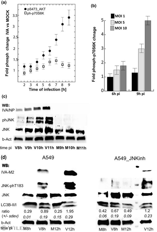 Influenza A NP Antibody in Western Blot (WB)