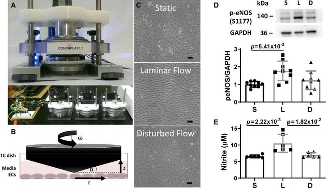 GAPDH Antibody in Western Blot (WB)