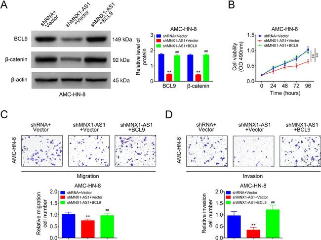 beta Catenin Antibody in Western Blot (WB)