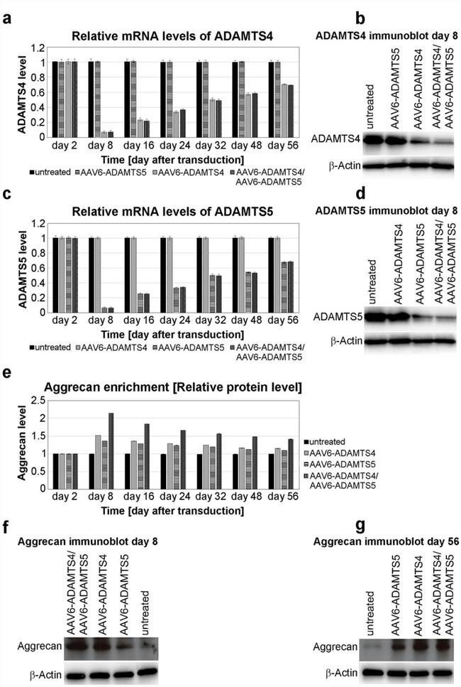 ADAMTS4 Antibody in Western Blot (WB)