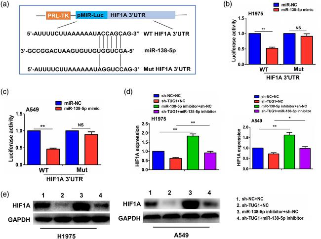 HIF1A Antibody in Western Blot (WB)