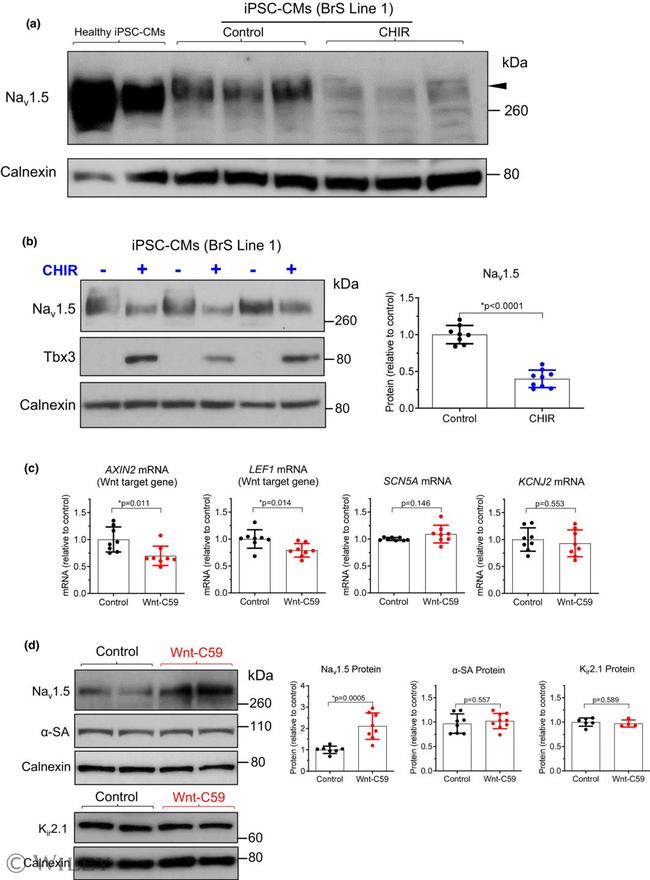 TBX3 Antibody in Western Blot (WB)