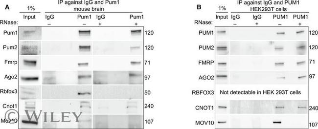 NeuN Antibody in Western Blot (WB)