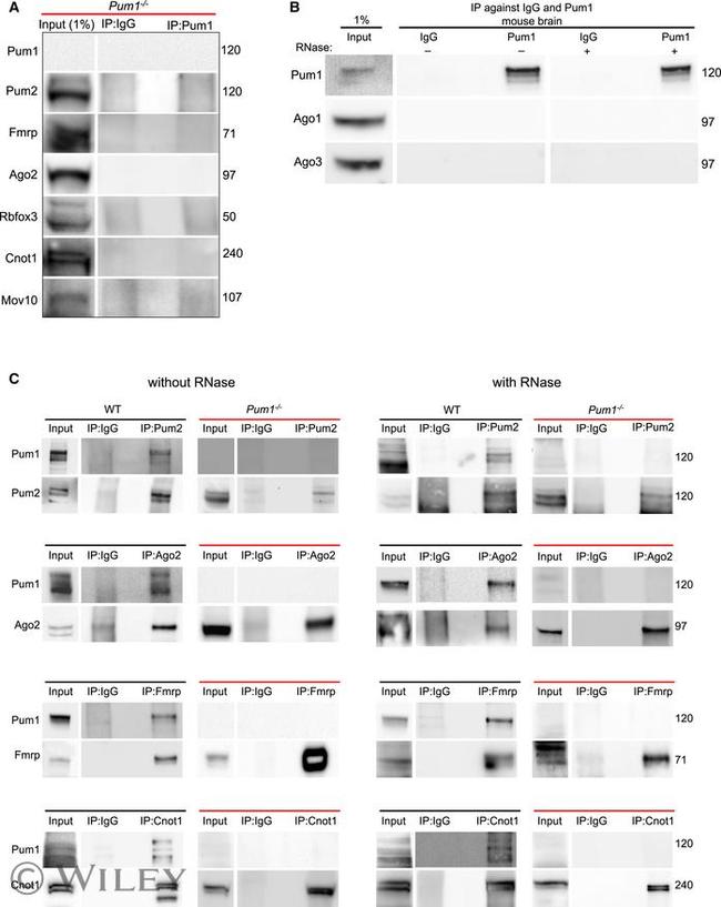 NeuN Antibody in Western Blot (WB)