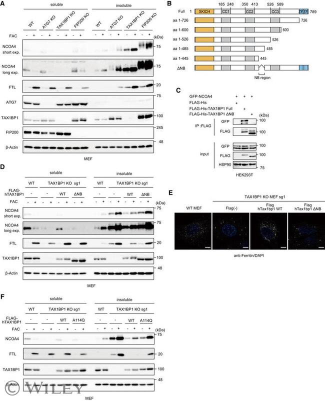 NCOA4 Antibody in Western Blot (WB)