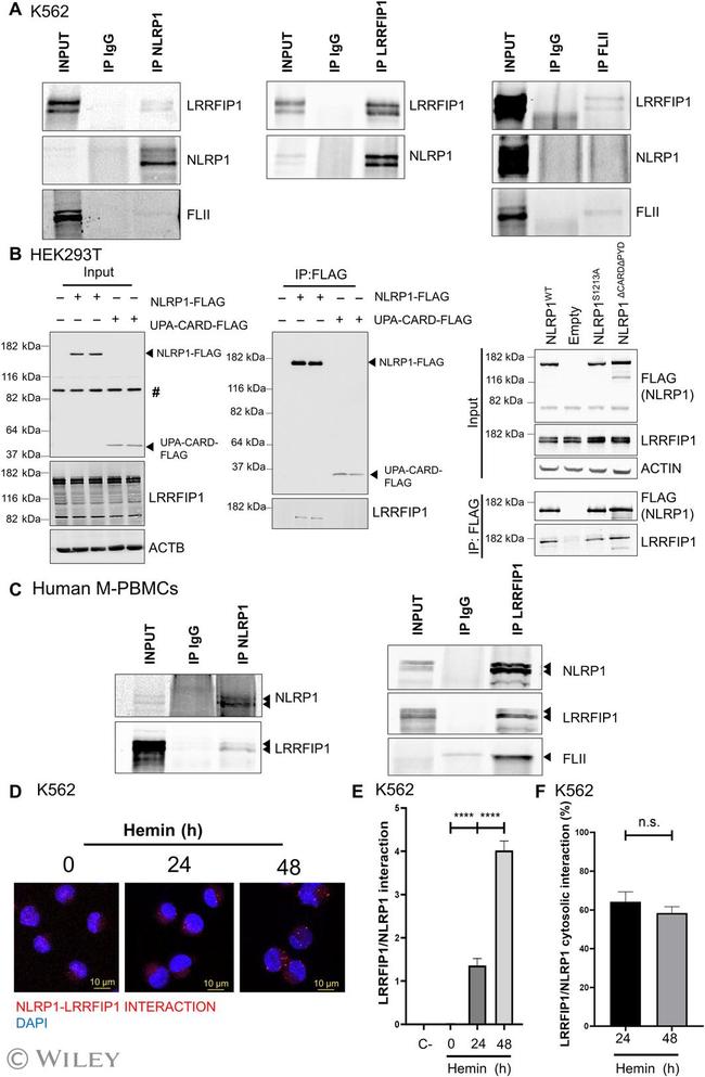 FLII Antibody in Immunoprecipitation (IP)