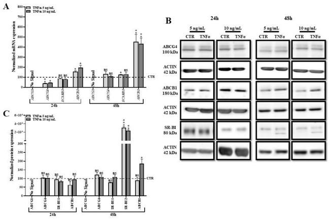 ABCG4 Antibody in Western Blot (WB)