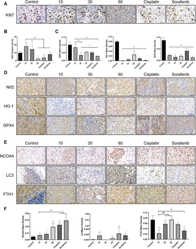 GPX4 Antibody in Immunohistochemistry (IHC)