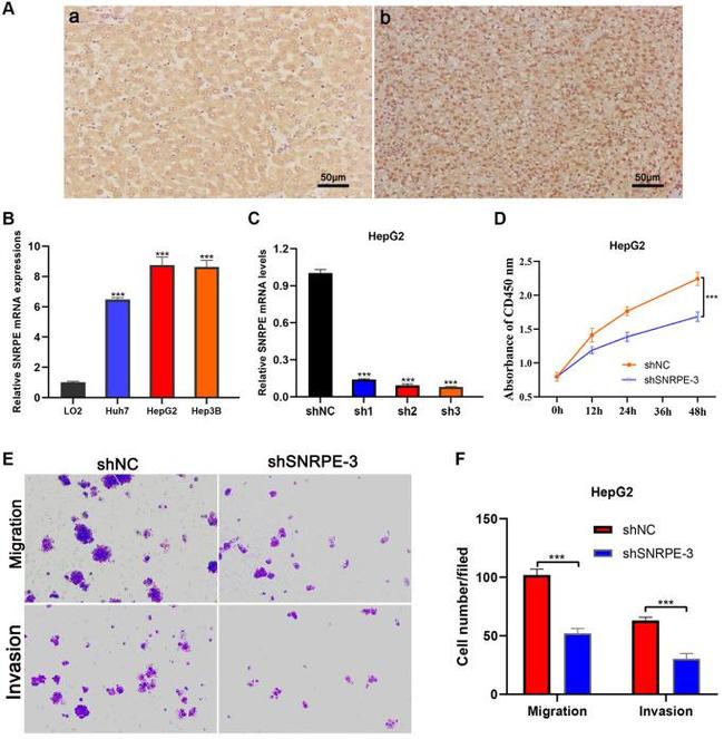 SNRPE Antibody in Immunohistochemistry (Paraffin) (IHC (P))