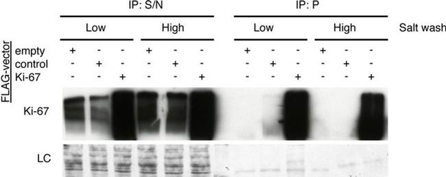 Ki-67 Antibody in Western Blot (WB)