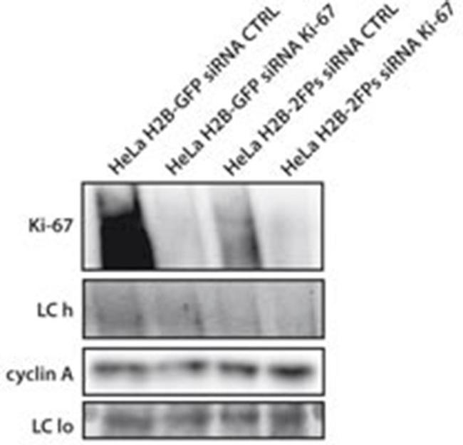 Ki-67 Antibody in Western Blot (WB)