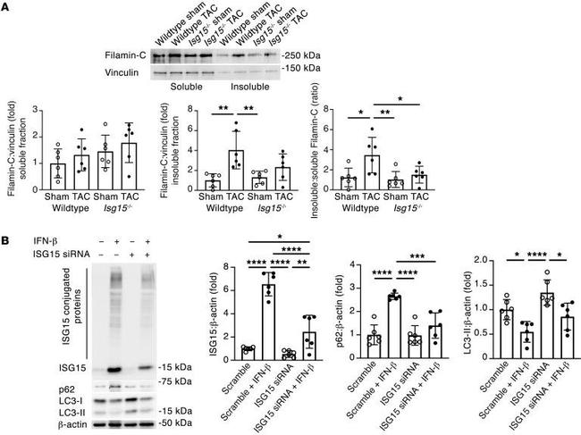 ISG15 Antibody in Western Blot (WB)