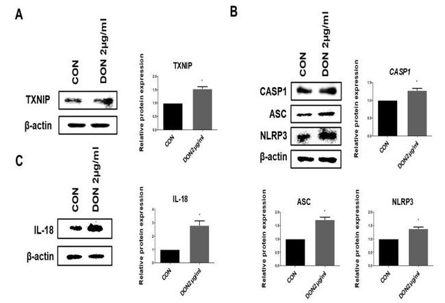 IL-18 Antibody in Western Blot (WB)