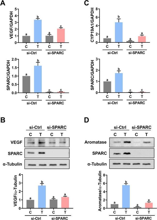 VEGF Antibody in Western Blot (WB)