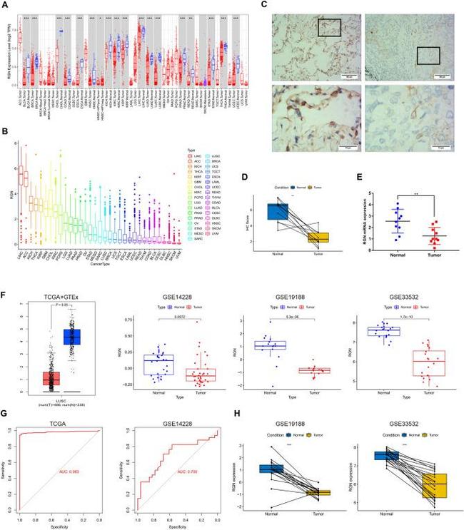 RGN Antibody in Immunohistochemistry (Paraffin) (IHC (P))