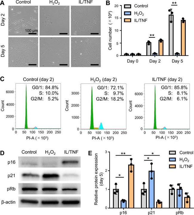 p16INK4a Antibody in Western Blot (WB)