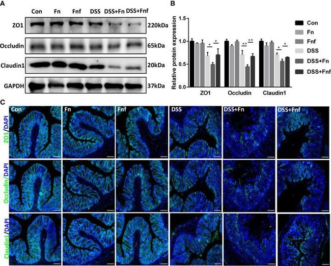 Occludin Antibody in Western Blot (WB)