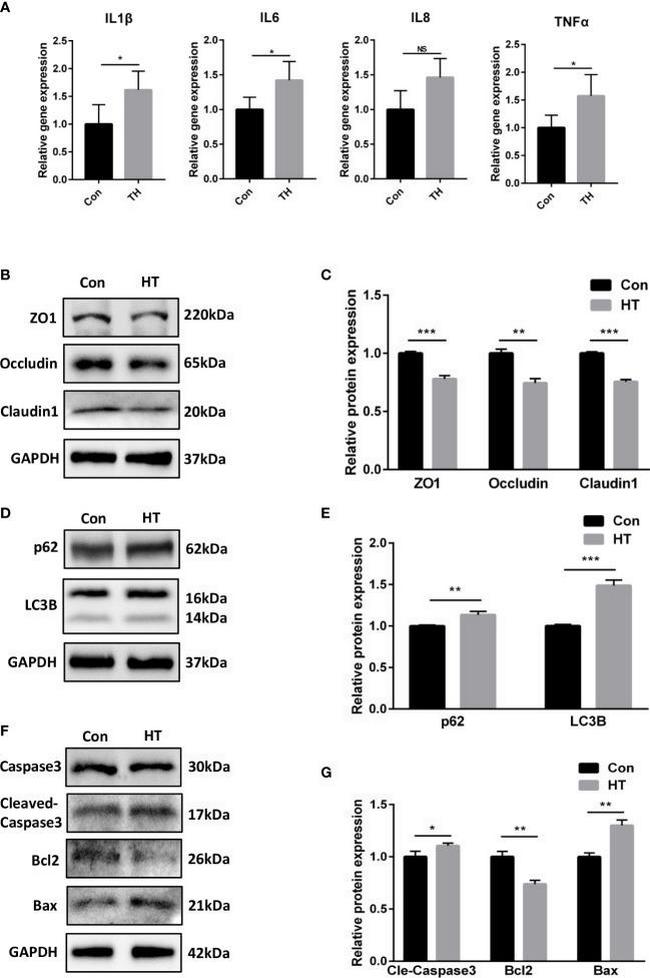 Occludin Antibody in Western Blot (WB)