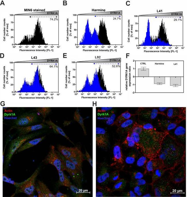 DYRK1A Antibody in Flow Cytometry (Flow)