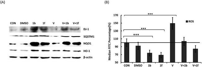 beta Actin Antibody in Western Blot (WB)