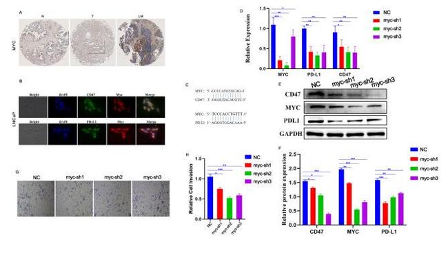 c-Myc Antibody in Western Blot, Immunohistochemistry (Paraffin) (WB, IHC (P))