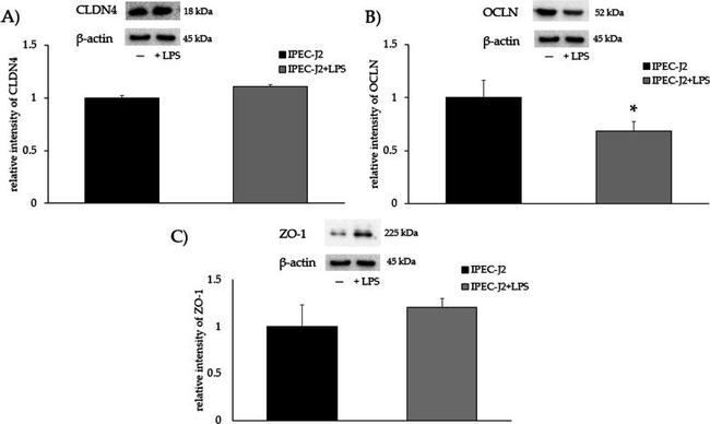 ZO-1 Antibody in Western Blot (WB)