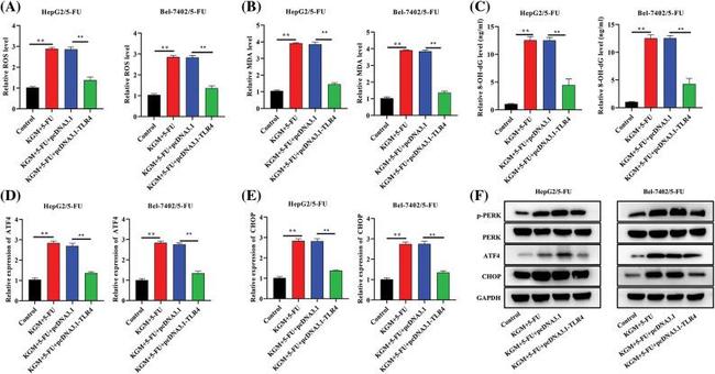 CHOP Antibody in Western Blot (WB)