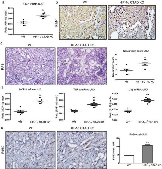 CD365 (TIM1) Antibody in Immunohistochemistry (Paraffin) (IHC (P))