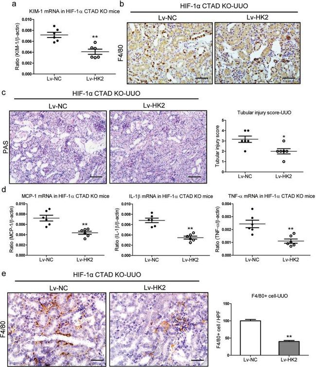 CD365 (TIM1) Antibody in Immunohistochemistry (Paraffin) (IHC (P))