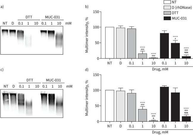 MUC5AC Antibody in Western Blot (WB)