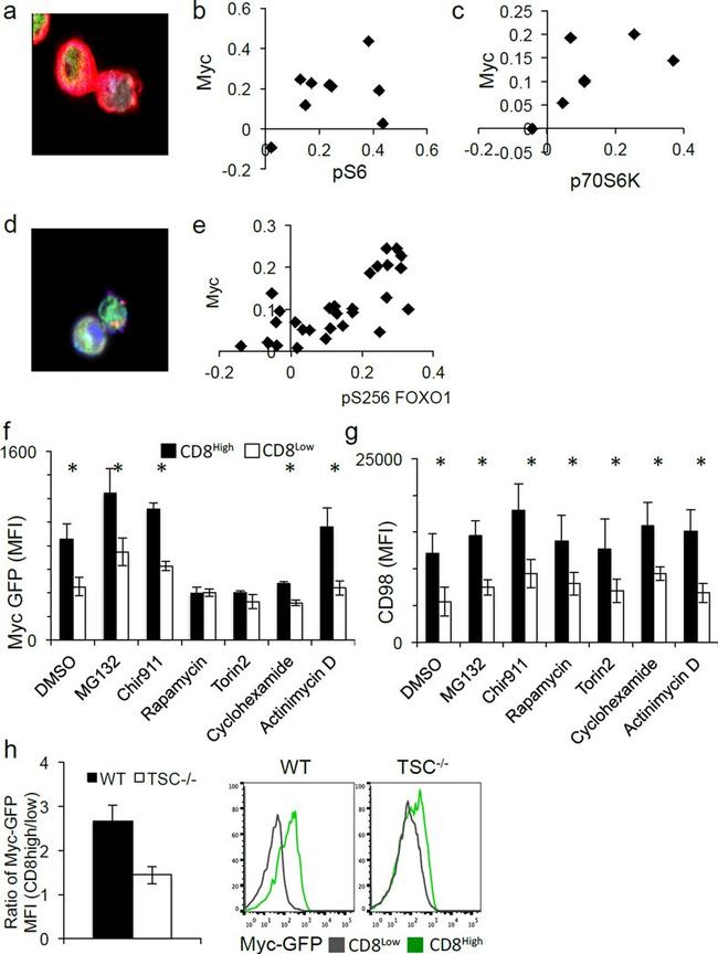 CD8a Antibody in Immunocytochemistry, Flow Cytometry (ICC/IF, Flow)