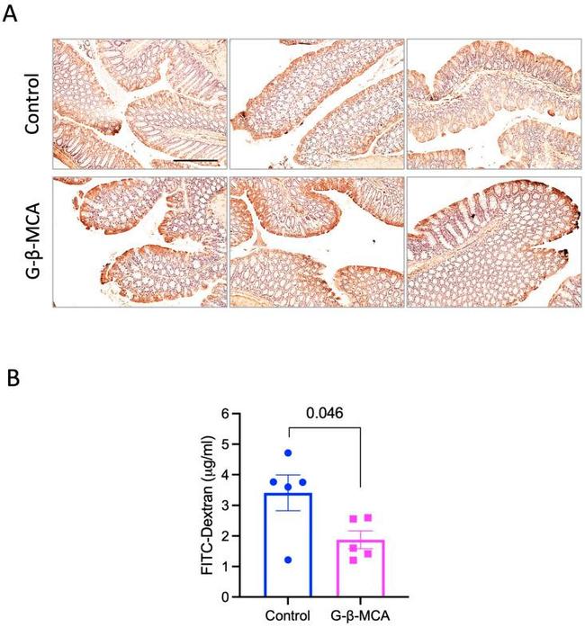 ZO-1 Antibody in Immunohistochemistry (Paraffin) (IHC (P))