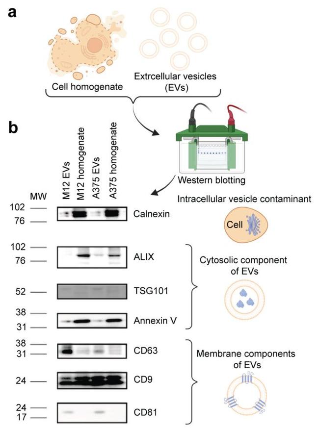 CD9 Antibody in Western Blot (WB)