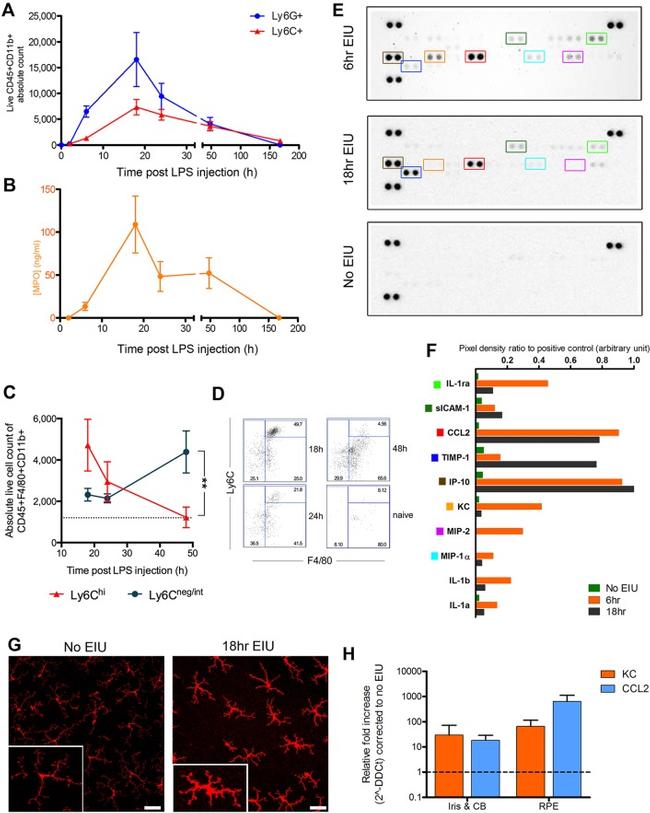 Ly-6C Antibody in Flow Cytometry (Flow)