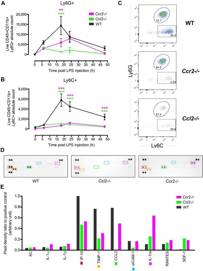 Ly-6C Antibody in Flow Cytometry (Flow)