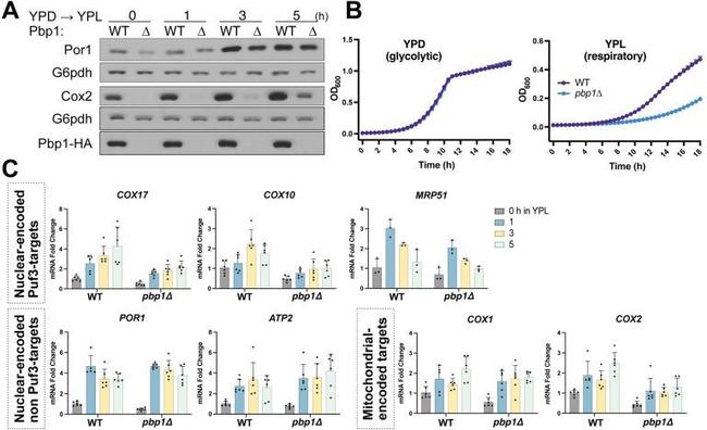 Porin Antibody in Western Blot (WB)