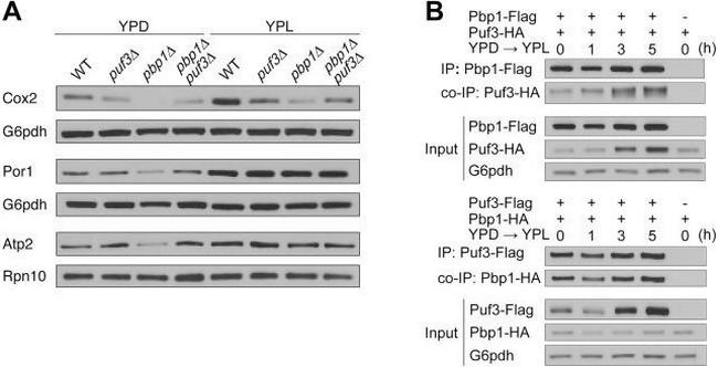 Porin Antibody in Western Blot (WB)