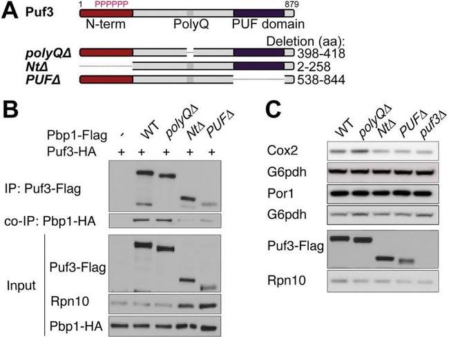 Porin Antibody in Western Blot (WB)