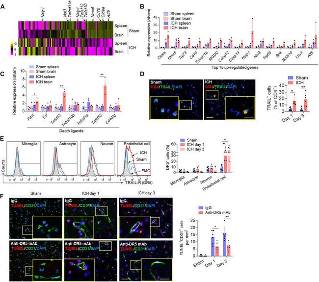 TRAIL-R2 (DR5) Antibody in Flow Cytometry (Flow)