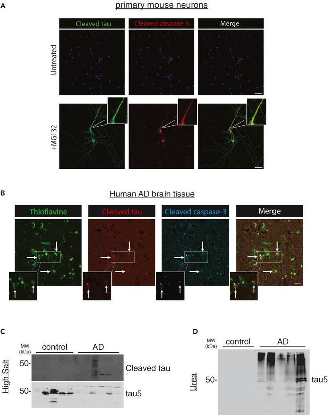 Tau (Cleaved Asp421, Asp422) Antibody in Western Blot (WB)