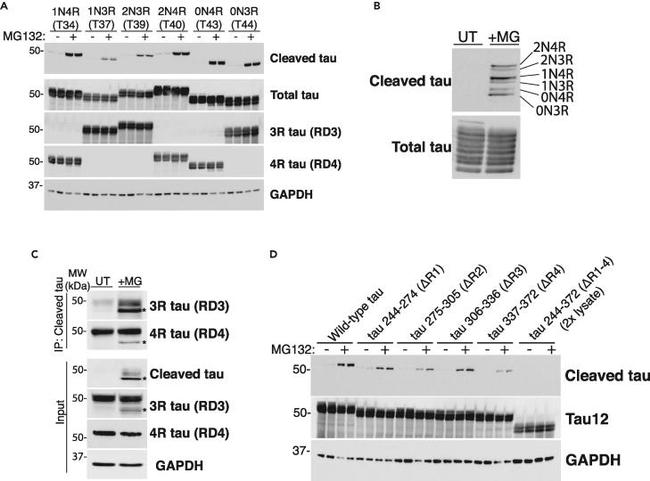 Tau (Cleaved Asp421, Asp422) Antibody in Western Blot, Immunoprecipitation (WB, IP)